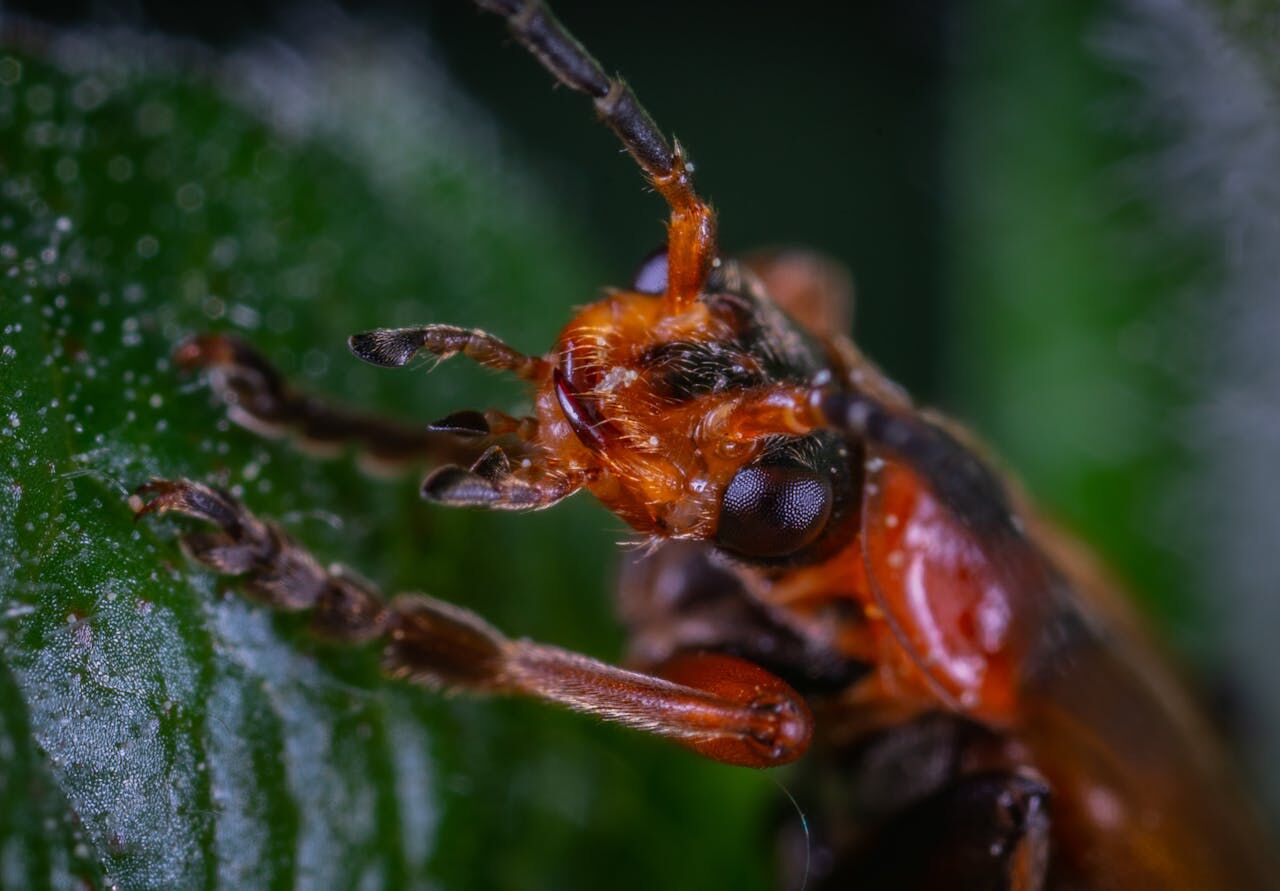A swift intervention can help you eliminate bugs like this